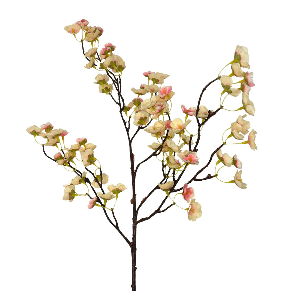 Apple Blossom Branch