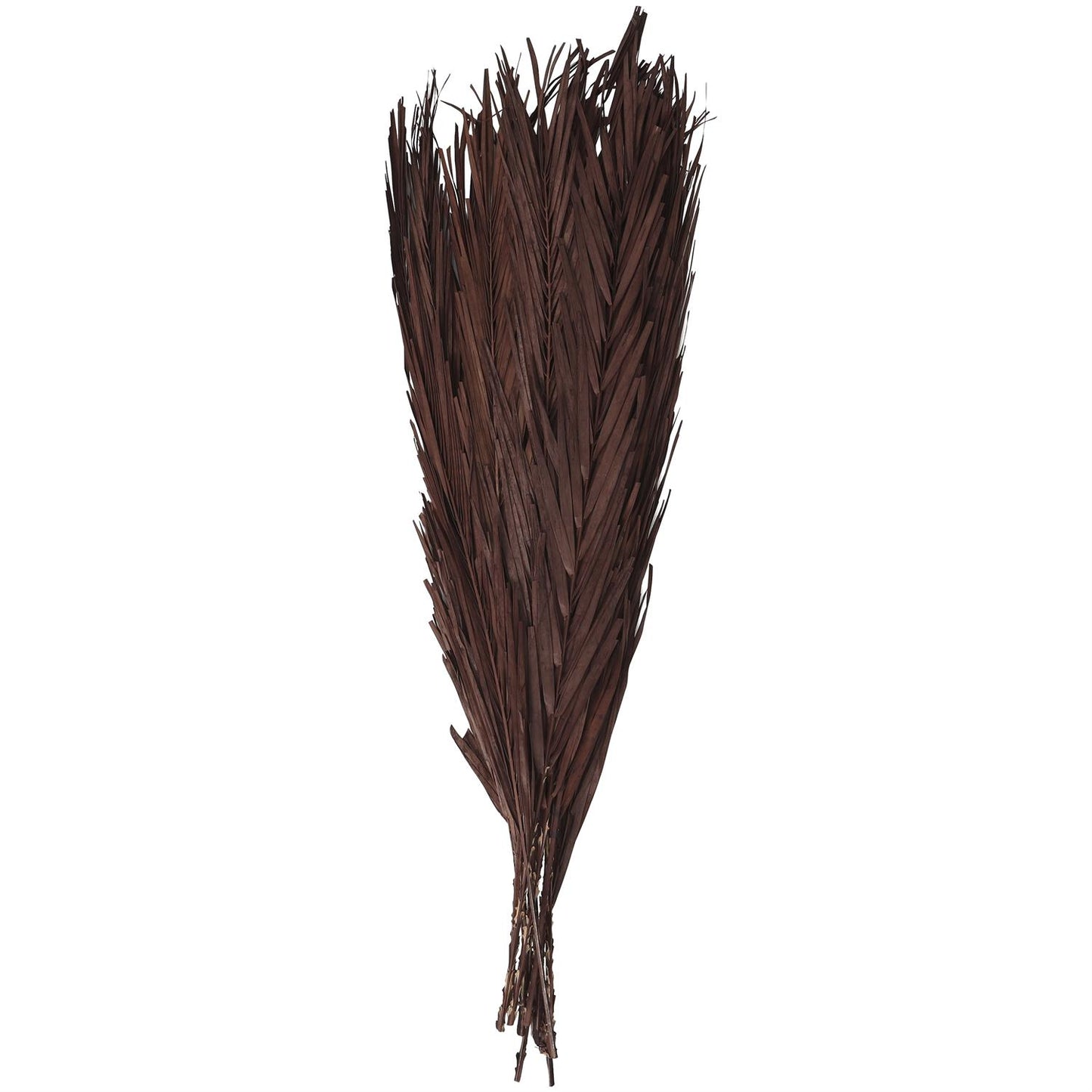 Dark Brown Dried Plant Palm Leaf Natural Foliage With Feather Inspired Stems