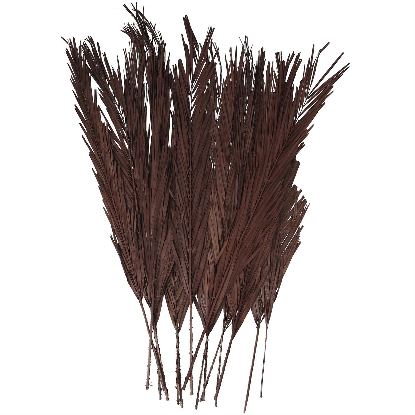 Dark Brown Dried Plant Palm Leaf Natural Foliage With Feather Inspired Stems