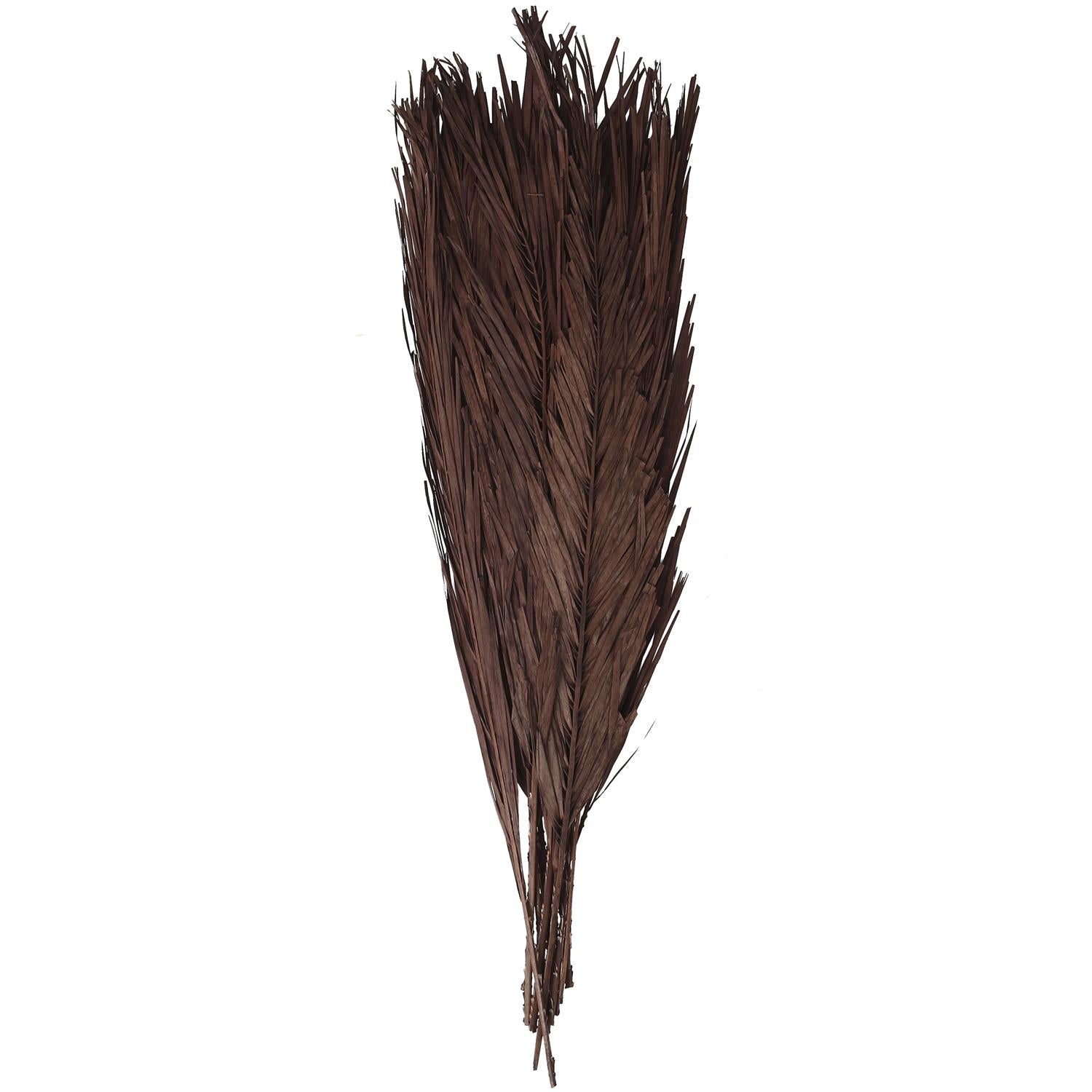 Dark Brown Dried Plant Palm Leaf Natural Foliage With Feather Inspired Stems
