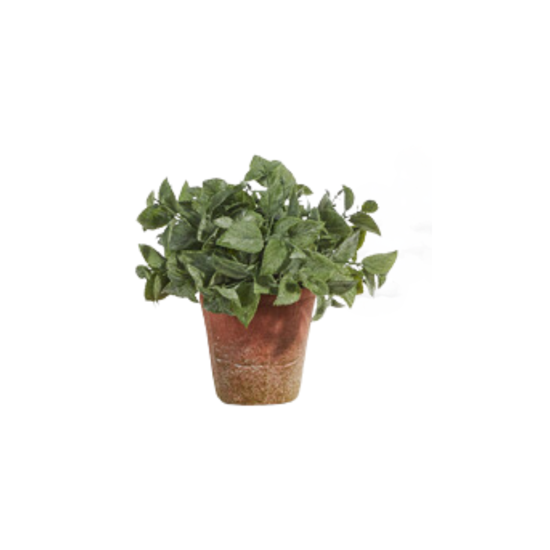 Soft Touch Potted Herb