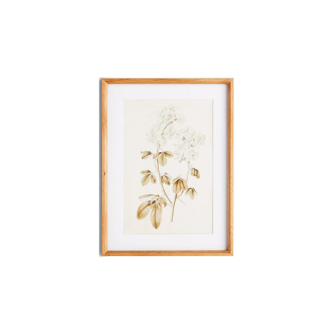 Fleur De Blanc Prints, Set Of 4