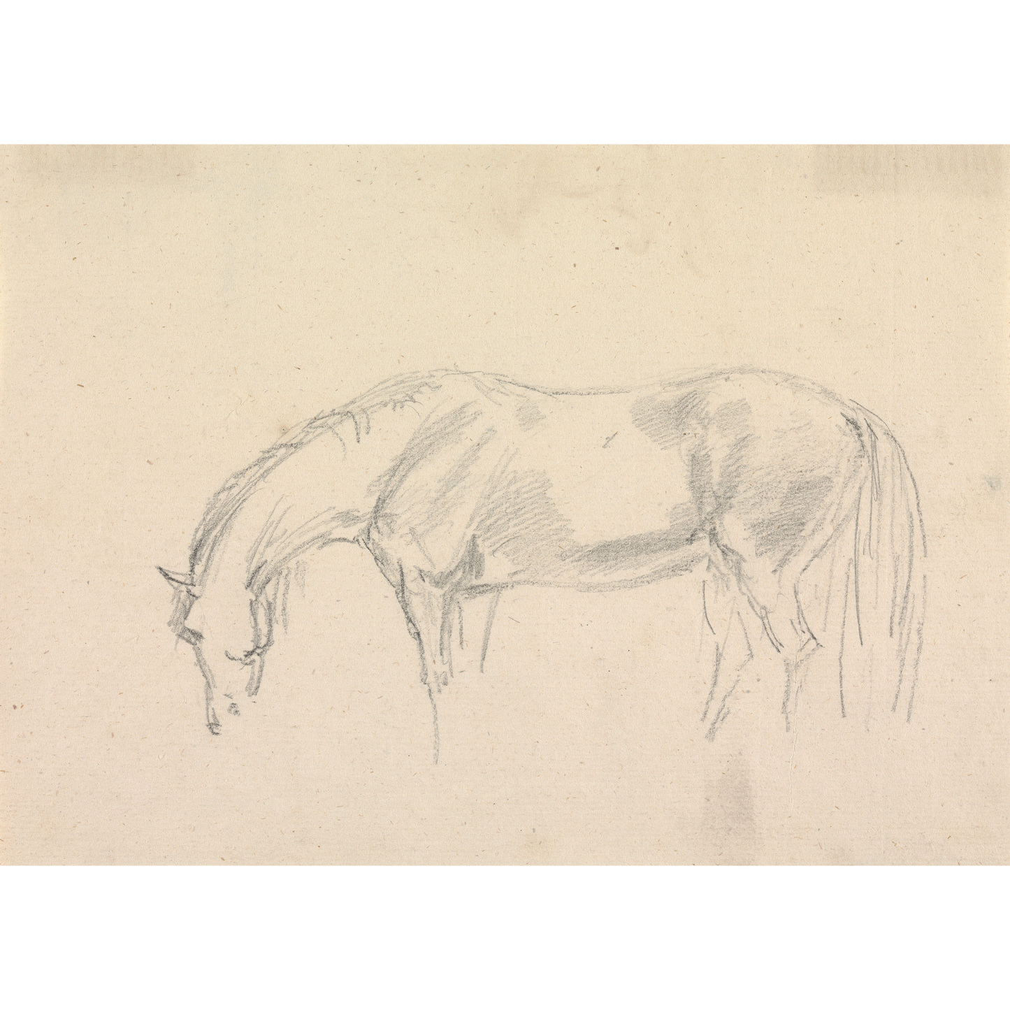 A Horse Grazing Sketch Antique Art Print