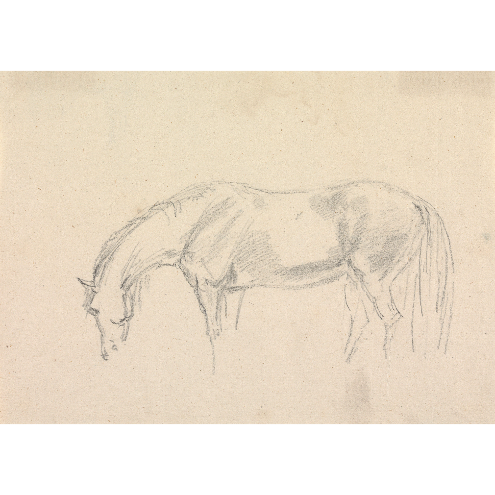 A Horse Grazing Sketch Antique Art Print
