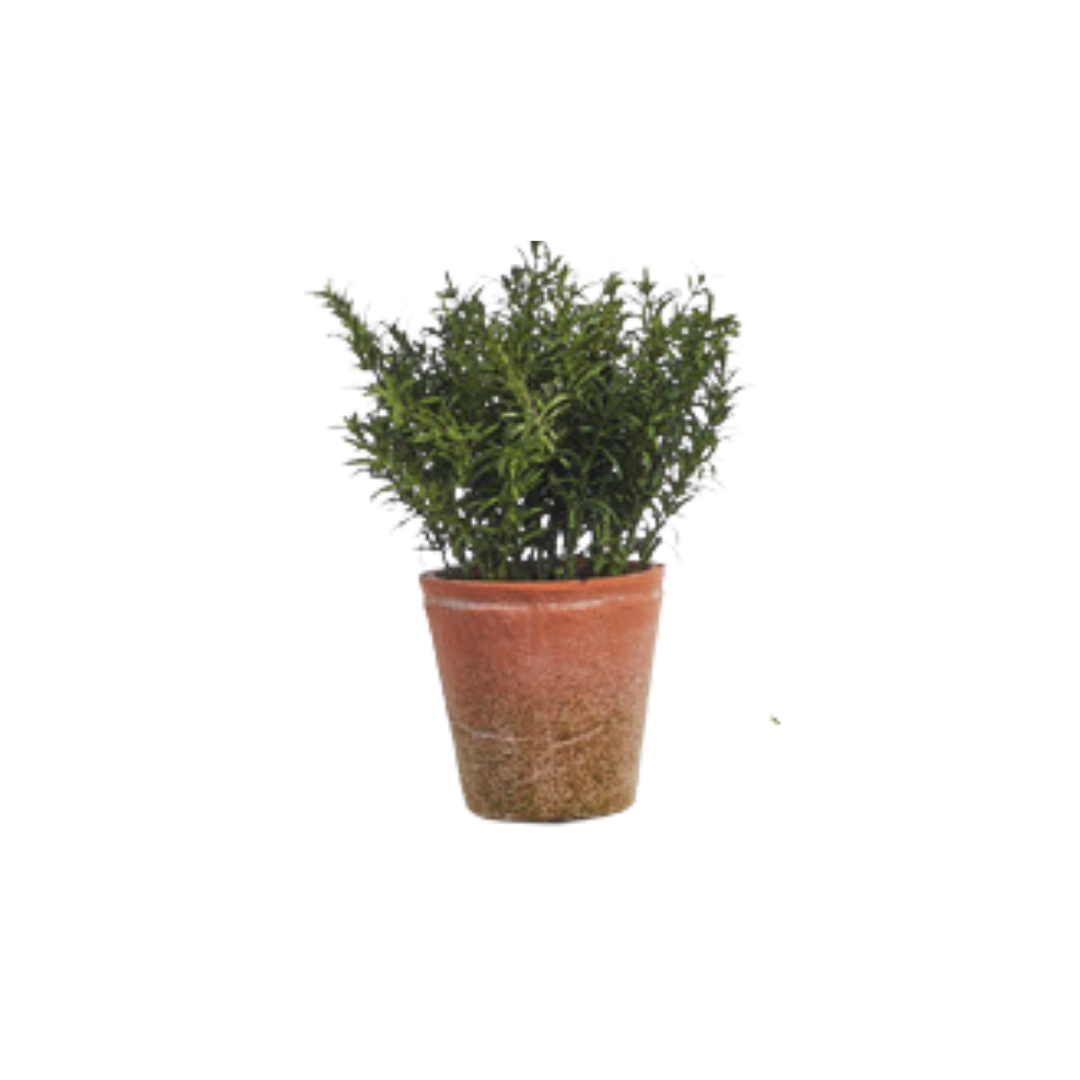 Soft Touch Potted Herb