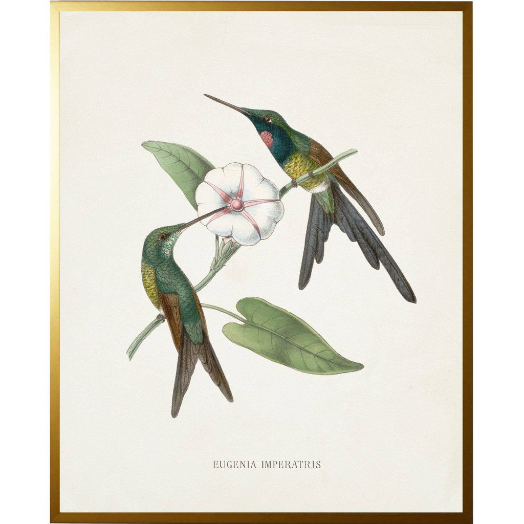 Vintage Hummingbird O Framed Print by Antique Curiosities Inc