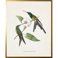 Vintage Hummingbird O Framed Print by Antique Curiosities Inc