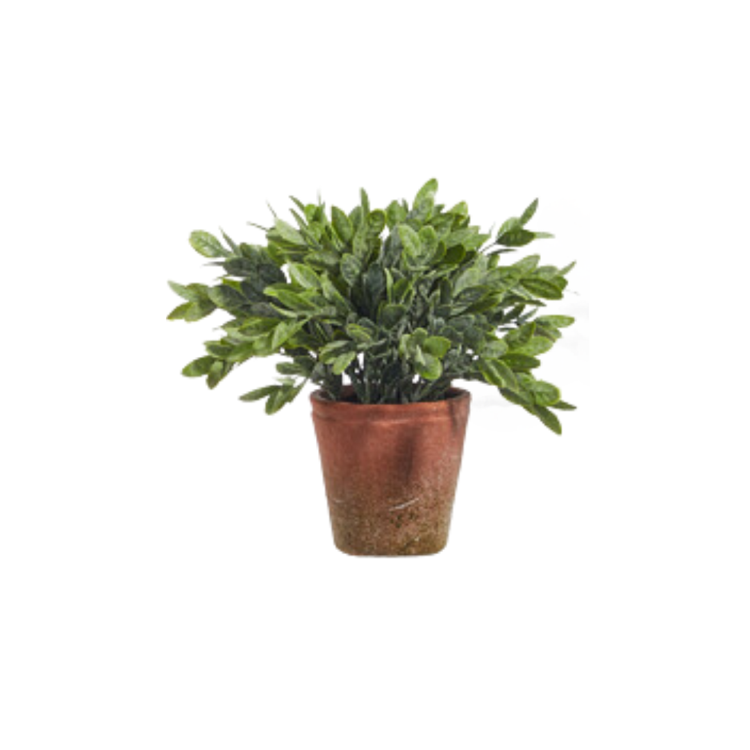 Soft Touch Potted Herb