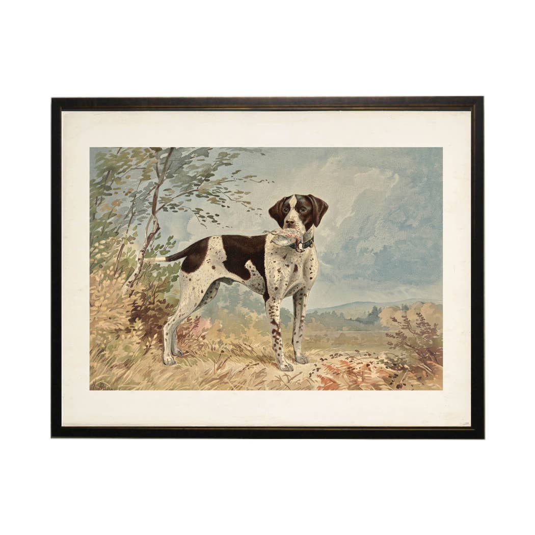 Vintage English Pointer Framed Print by Antique Curiosities Inc