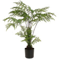Potted Fern