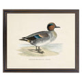 Green-Winged Teal Bookplate Framed Print by Antique Curiosities Inc