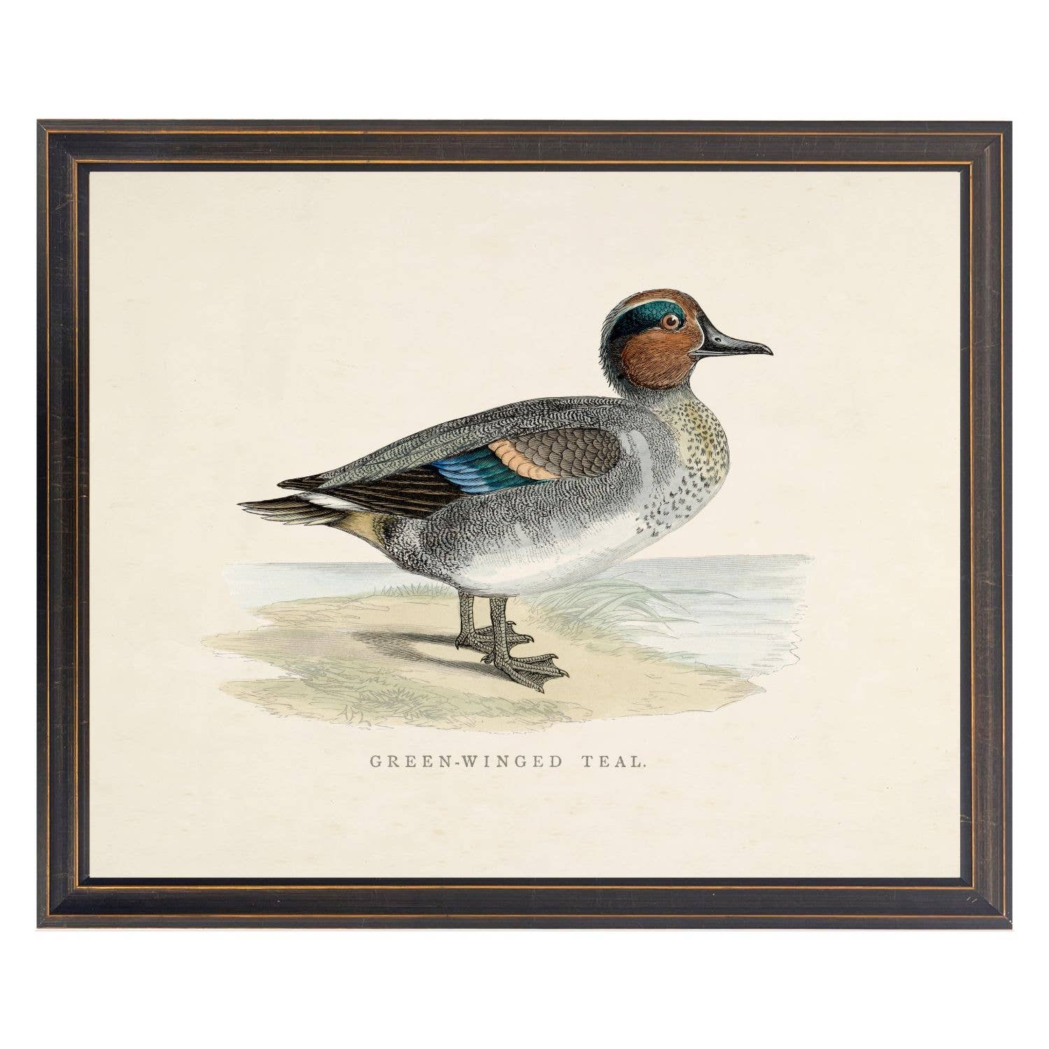 Green-Winged Teal Bookplate Framed Print by Antique Curiosities Inc