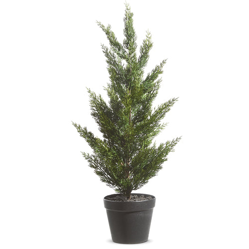 Potted Cedar Tree