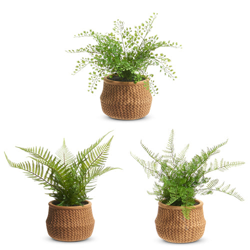 Potted Fern in Baskets