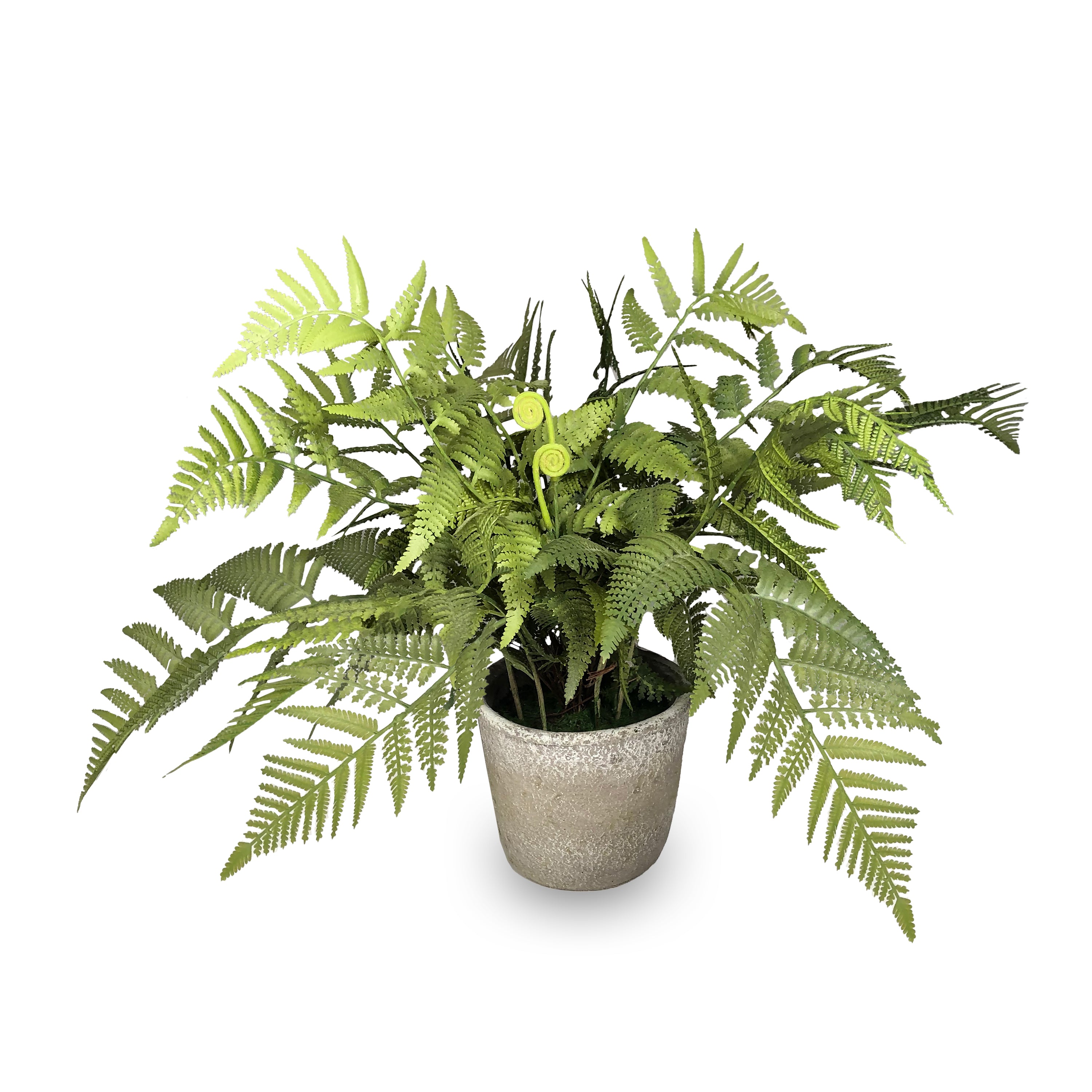 RAZ Imports Potted Fern