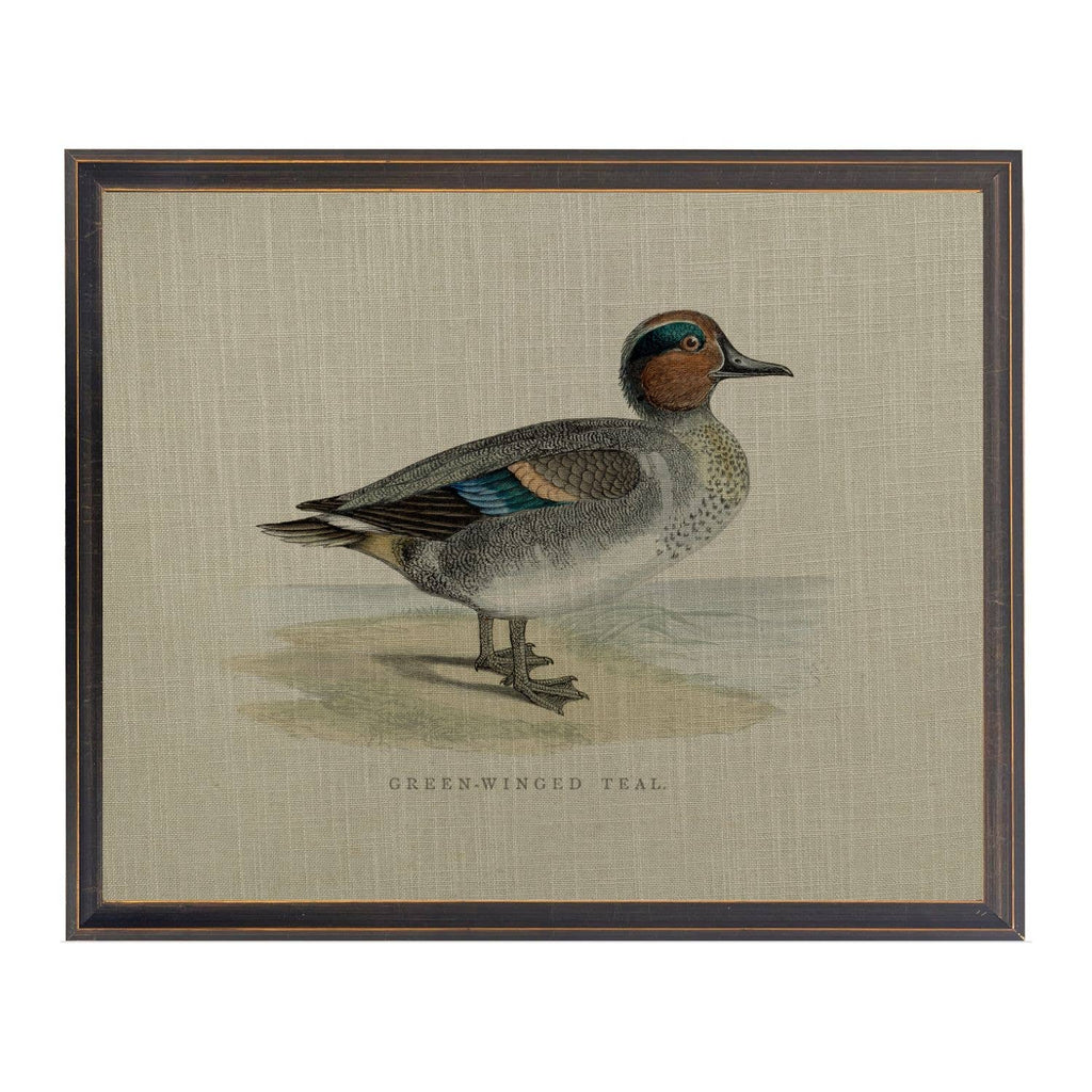 Green-Winged Duck on Linen Framed Print by Antique Curiosities Inc