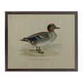 Green-Winged Duck on Linen Framed Print by Antique Curiosities Inc