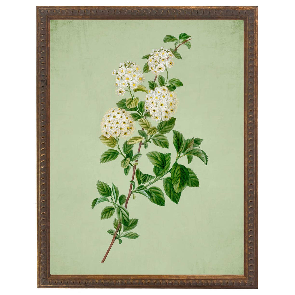 White Spirea Botanical Framed Print by Antique Curiosities Inc