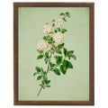 White Spirea Botanical Framed Print by Antique Curiosities Inc