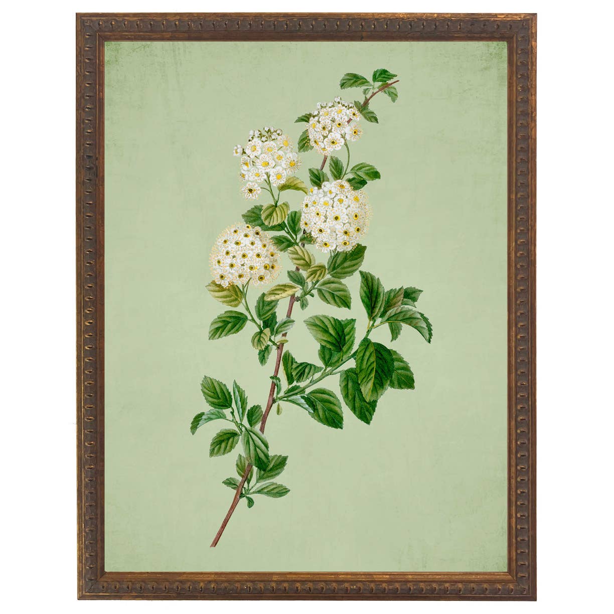 White Spirea Botanical Framed Print by Antique Curiosities Inc