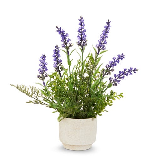 Potted Lavender