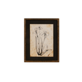 Floral Line Art Framed Print
