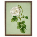 White Rose Botanical Framed Print by Antique Curiosities Inc