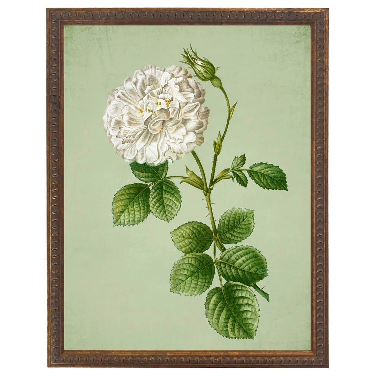 White Rose Botanical Framed Print by Antique Curiosities Inc