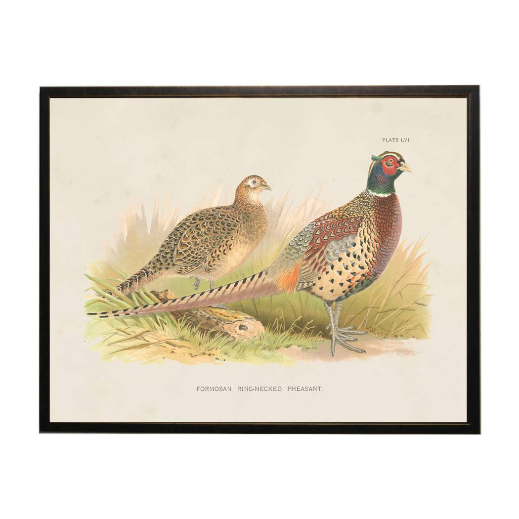 Antique Curiosities Inc Caucasian Pheasant Vintage Framed Print