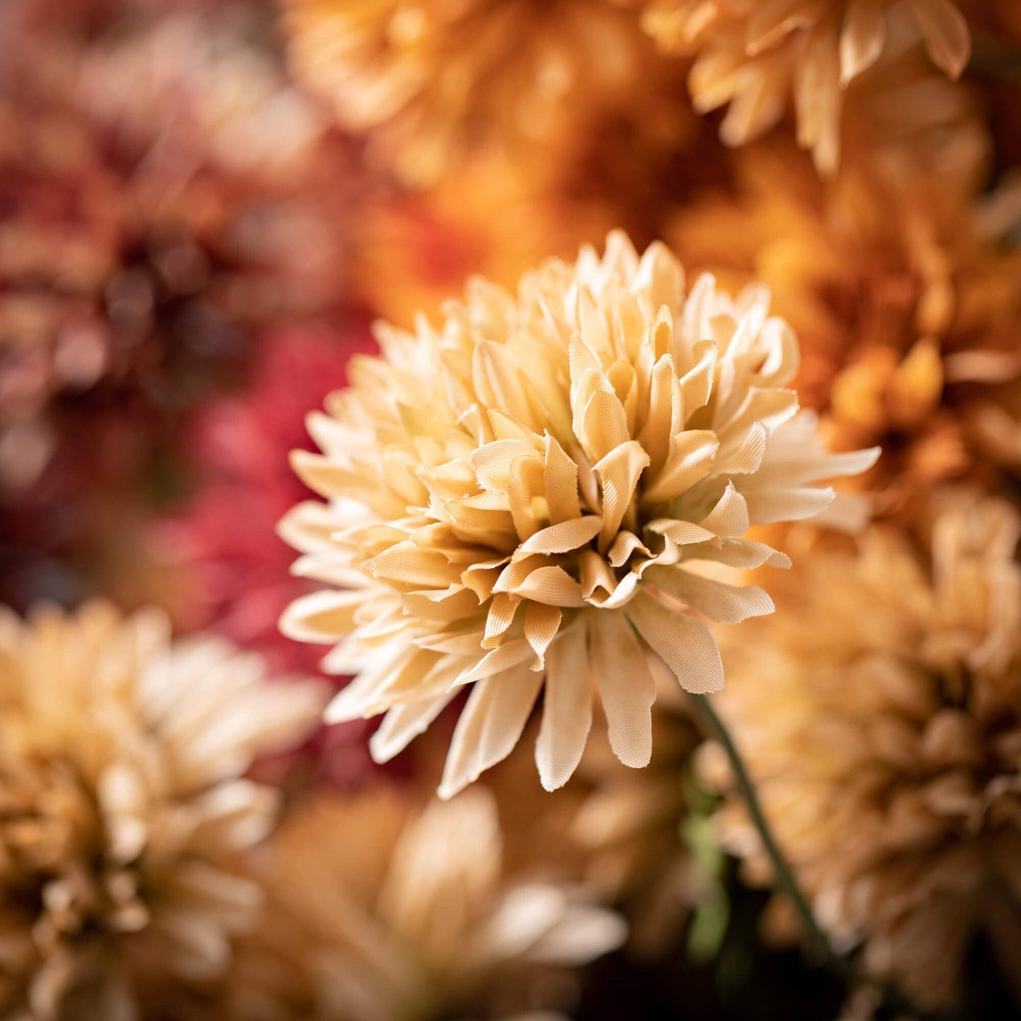 Dahlia Bushes