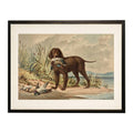 Antique Curiosities Inc Caucasian Pheasant Vintage Framed Print