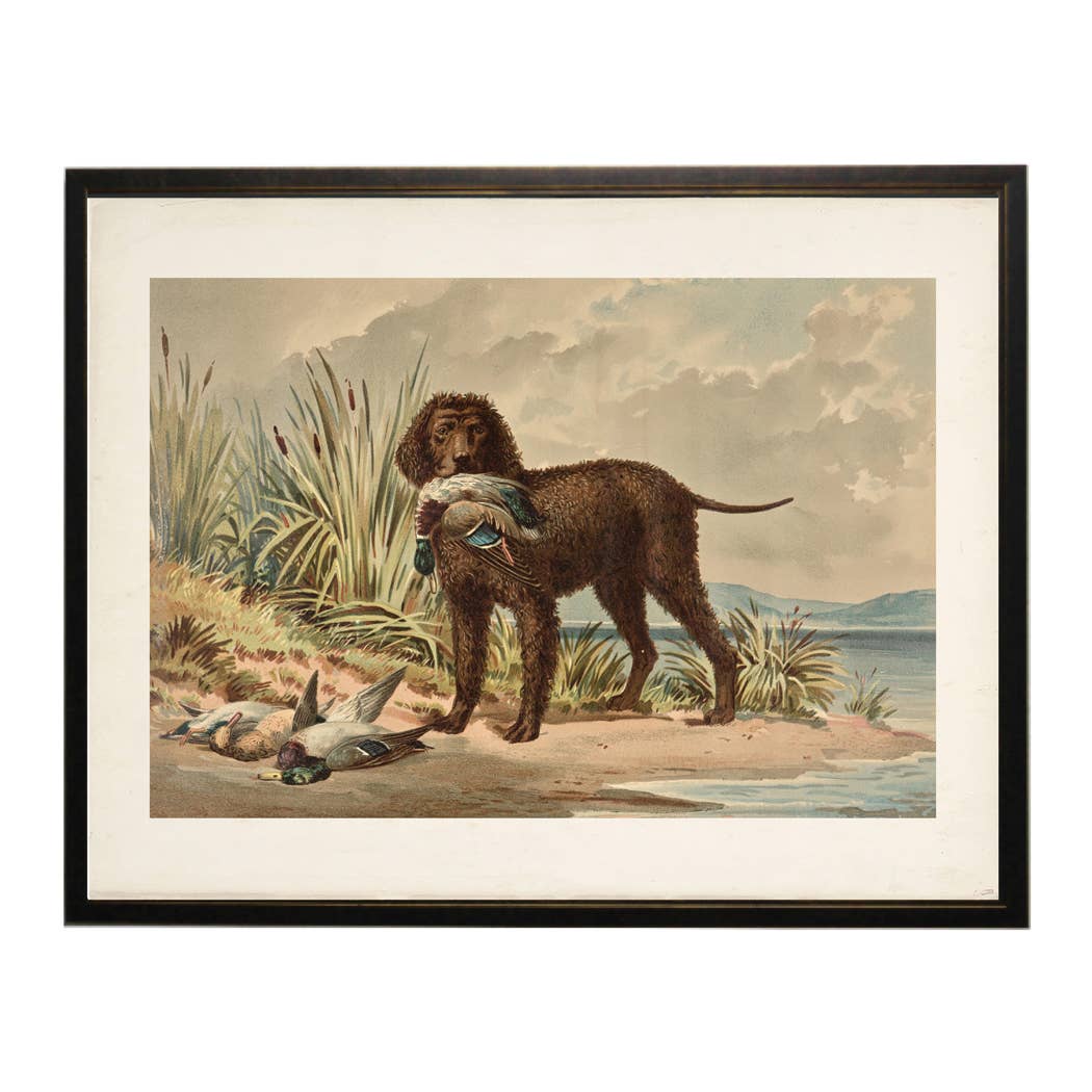 Antique Curiosities Inc Caucasian Pheasant Vintage Framed Print