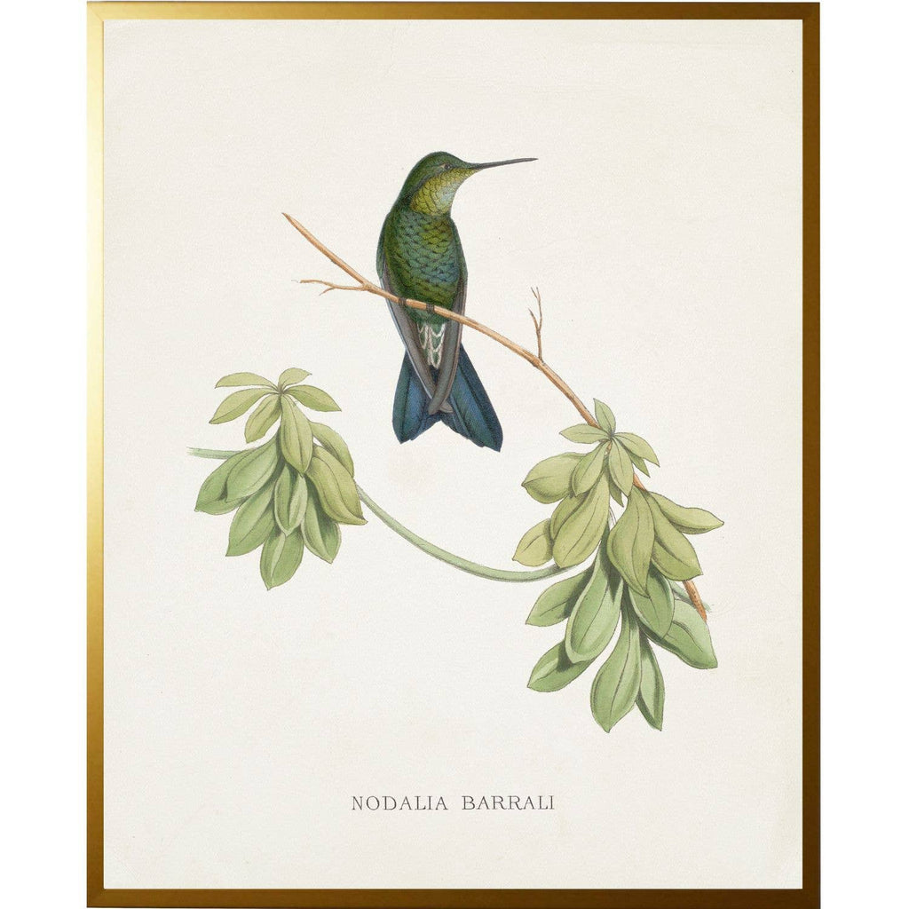 Vintage Hummingbird R Framed Print by Antique Curiosities Inc