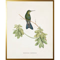 Vintage Hummingbird R Framed Print by Antique Curiosities Inc