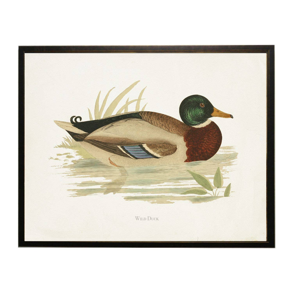 Wild Duck Bookplate Framed Print by Antique Curiosities Inc