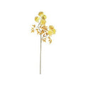 BOTANICA #3488 Kalalou