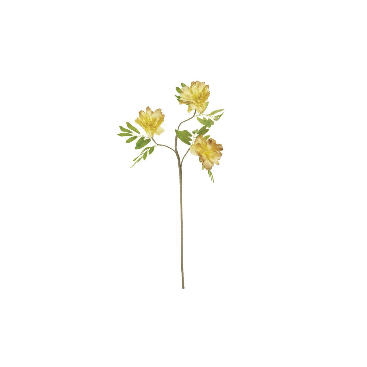 Botanica #3438