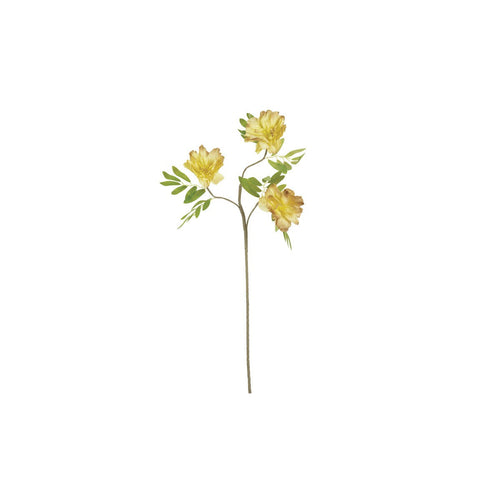 Botanica #3438