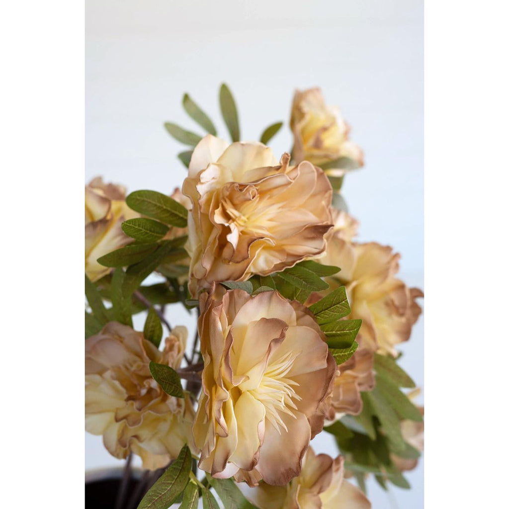 Botanica #3438