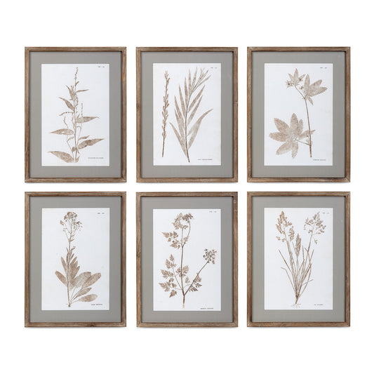 Framed Botanical Prints