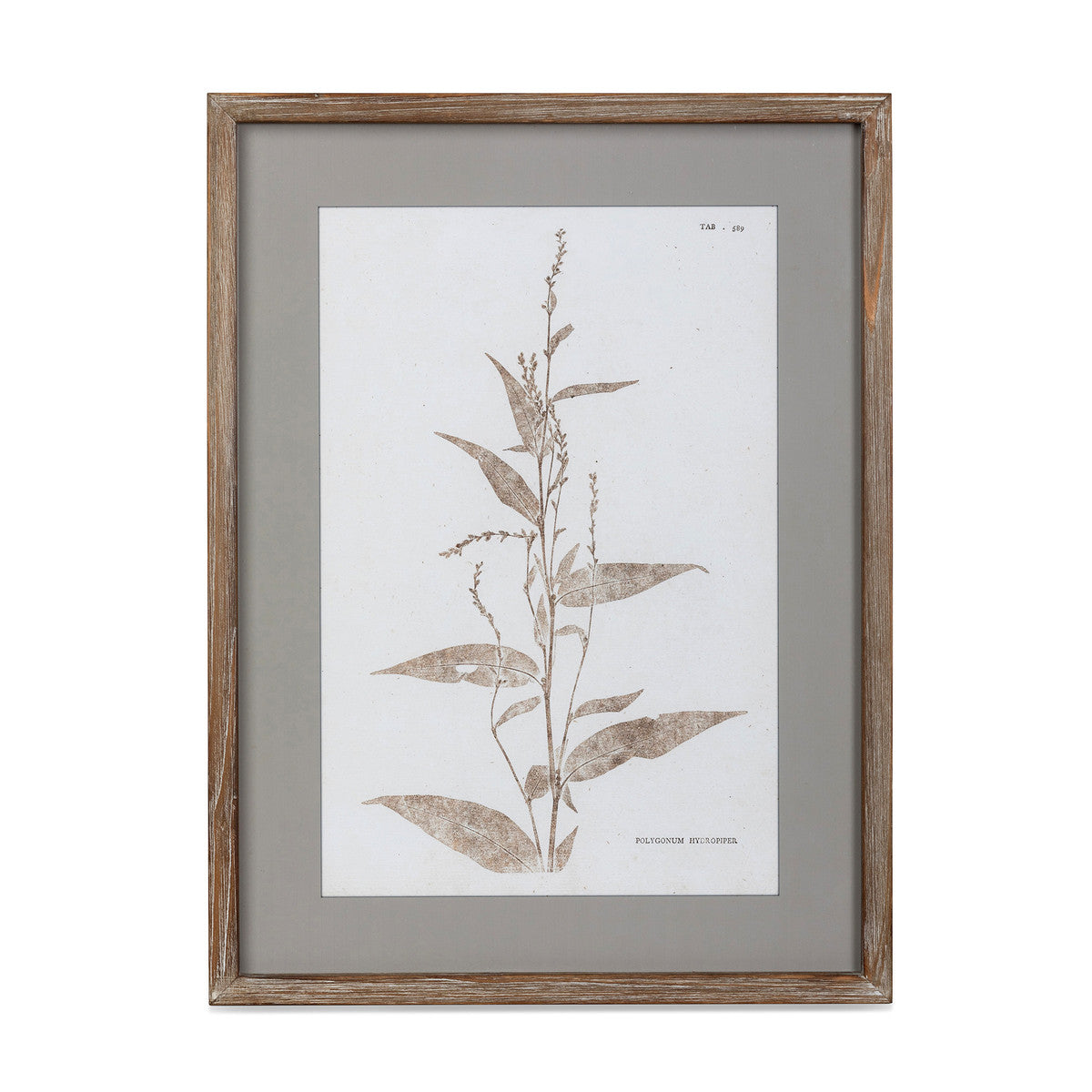 Framed Botanical Prints