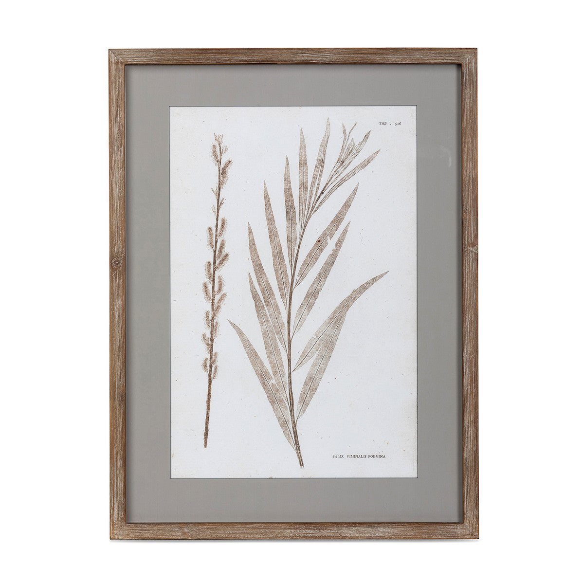 Framed Botanical Prints