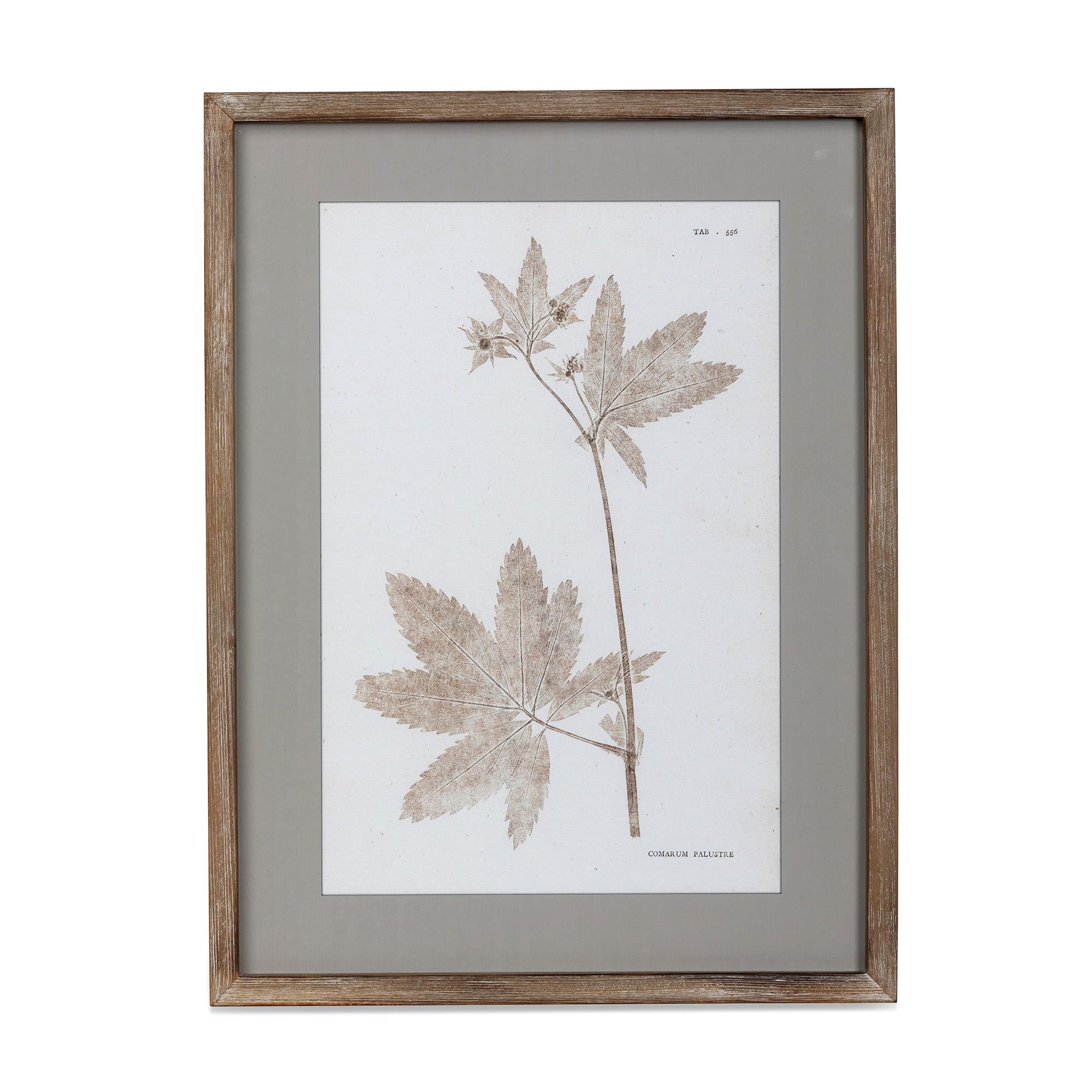 Framed Botanical Prints