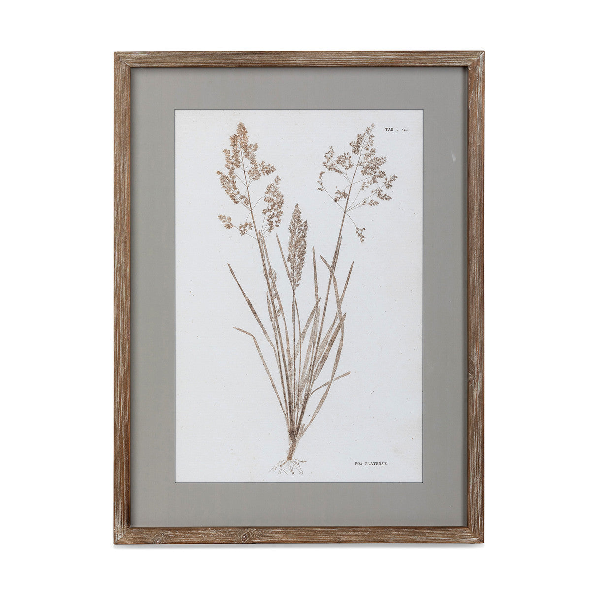 Framed Botanical Prints