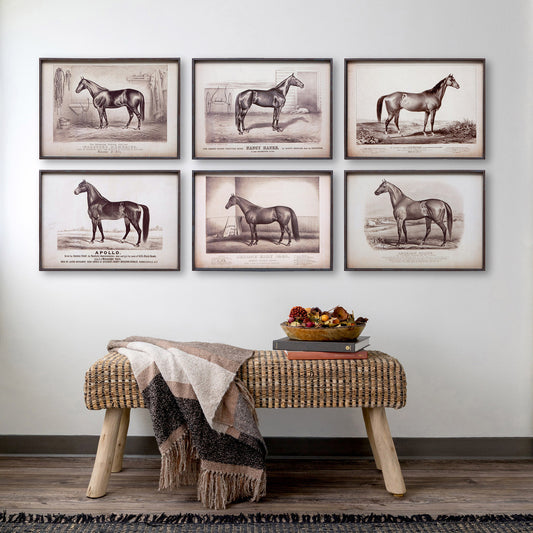 Prized Race Horse Framed Prints, 6 Assorted Styles