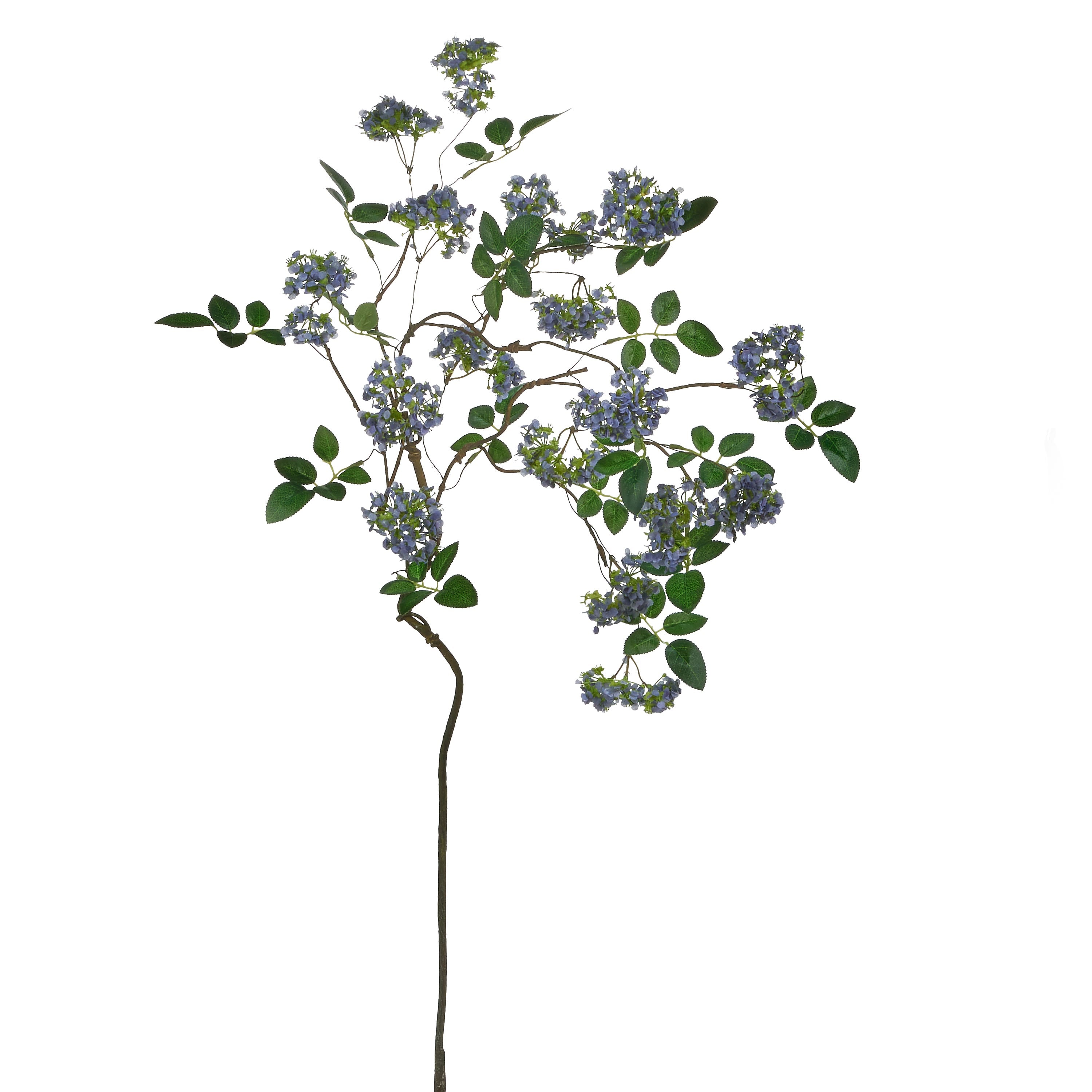 Purple Blossom Branch