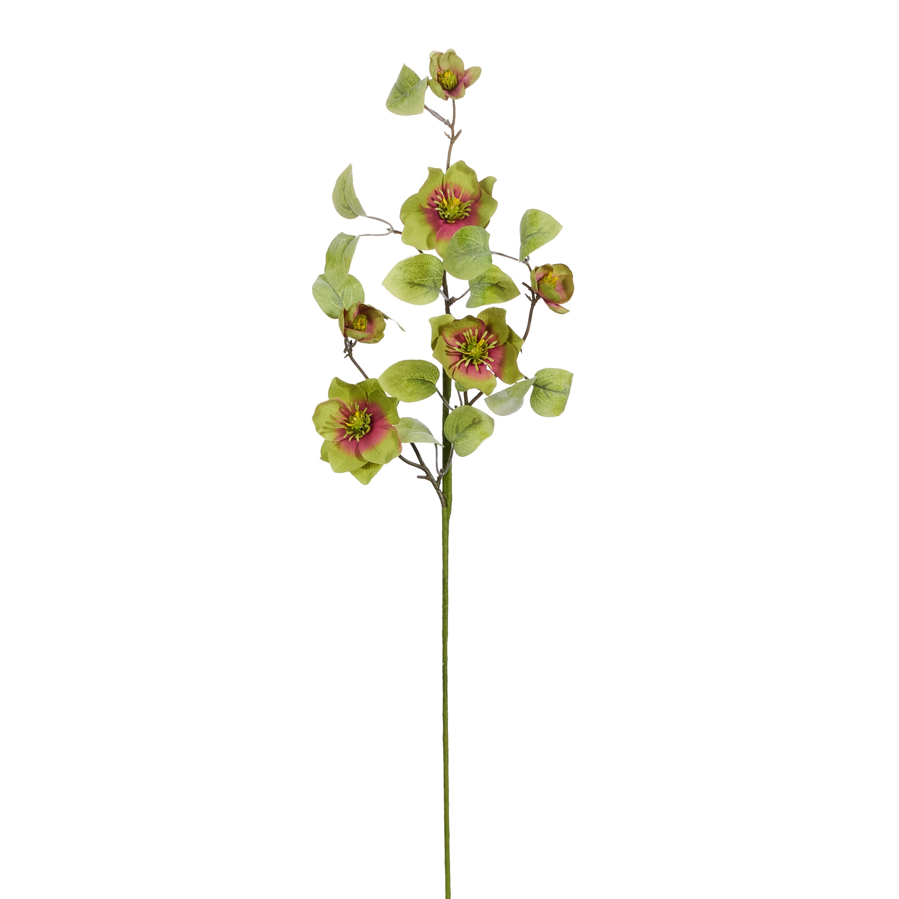 Hellebores Spray