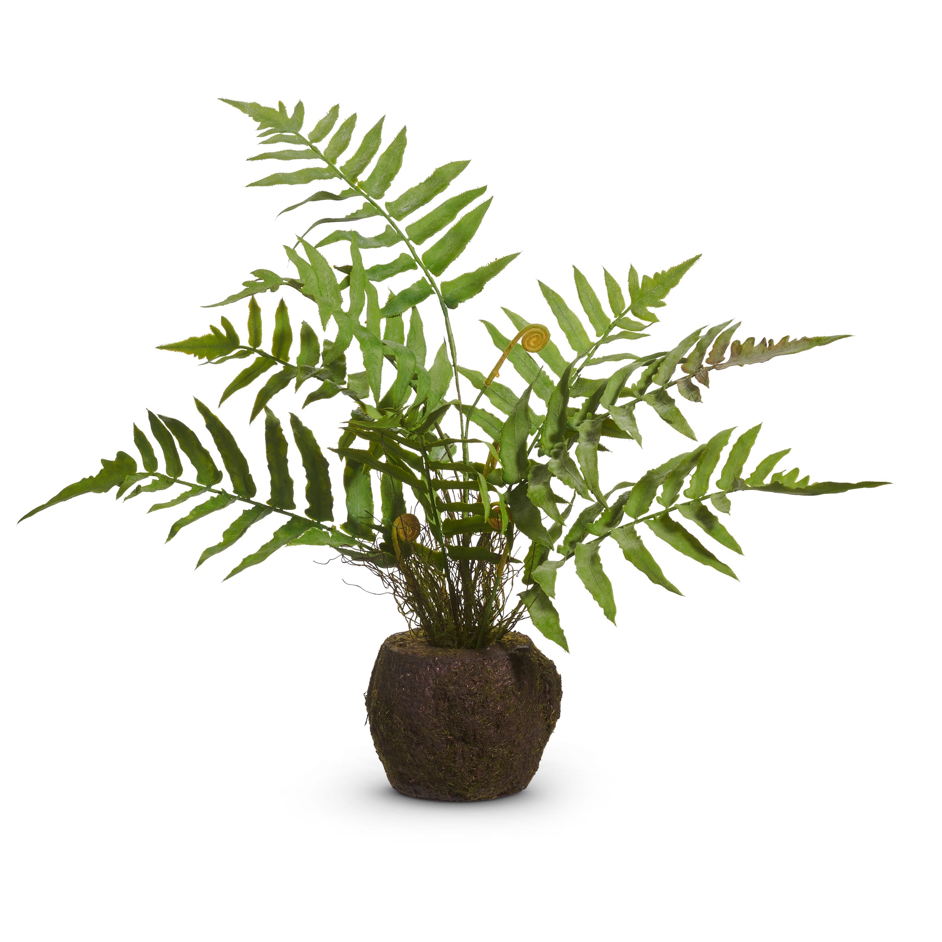 Fern Moss Drop In