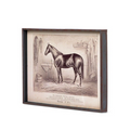 Prized Race Horse Framed Prints, 6 Assorted Styles