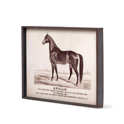 Prized Race Horse Framed Prints, 6 Assorted Styles